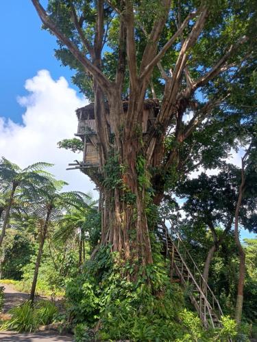 Glowing Mountain tree house in Isaka Glowing Mountain tree house in Isaka
