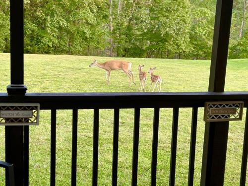 Surrounding environment, Grassy Meadow Getaway - HOT TUB! in Summersville (WV) Surrounding environment, Grassy Meadow Getaway - HOT TUB! in Summersville (WV)