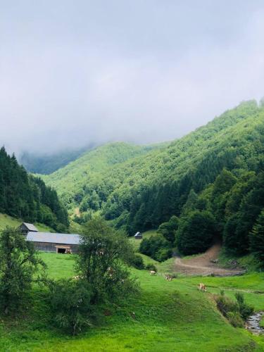 Cabana Țibleș Bichigiu (Cabana Tibles Bichigiu) in 扎格拉 Cabana Țibleș Bichigiu (Cabana Tibles Bichigiu) in 扎格拉