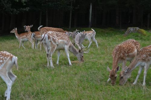 Erholung pur am Stroblhof in Arnbruck Erholung pur am Stroblhof in Arnbruck