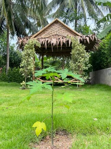The Coconut Nest near Purina Sheep Farm The Coconut Nest near Purina Sheep Farm