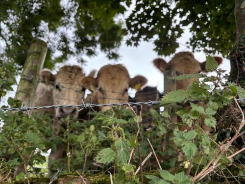 Surrounding environment, Sky High Glamping in Tullow Surrounding environment, Sky High Glamping in Tullow