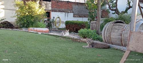 花園, CasaLaFrancesa - Guma in 拿菲艾巴度 花園, CasaLaFrancesa - Guma in 拿菲艾巴度