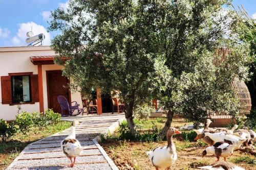 Lux in nature ekolia bodrum in Dağbelen Lux in nature ekolia bodrum in Dağbelen