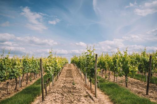 הסביבה הקרובה, Weingut Petershof in Alzey הסביבה הקרובה, Weingut Petershof in Alzey