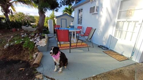 Rooster Run Glamping Camping has rooftop and off the ground Glamping experience for 1 to 16 in a sin in 別克斯 Rooster Run Glamping Camping has rooftop and off the ground Glamping experience for 1 to 16 in a sin in 別克斯