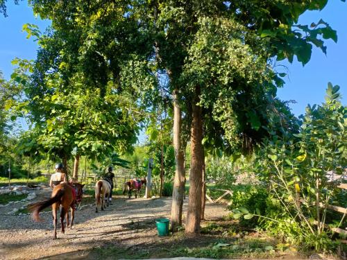 Taman, NamKhan Horses Stables in Ban Hathien Taman, NamKhan Horses Stables in Ban Hathien