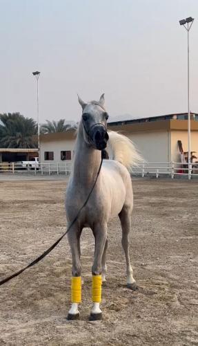 ركوب الخيل, Ebreez lounge in دبا الفجيرة ركوب الخيل, Ebreez lounge in دبا الفجيرة