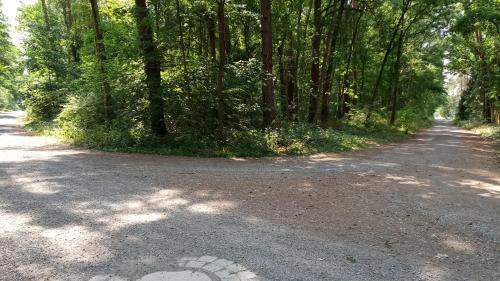 A környék, Wald-Elfe in Essel A környék, Wald-Elfe in Essel