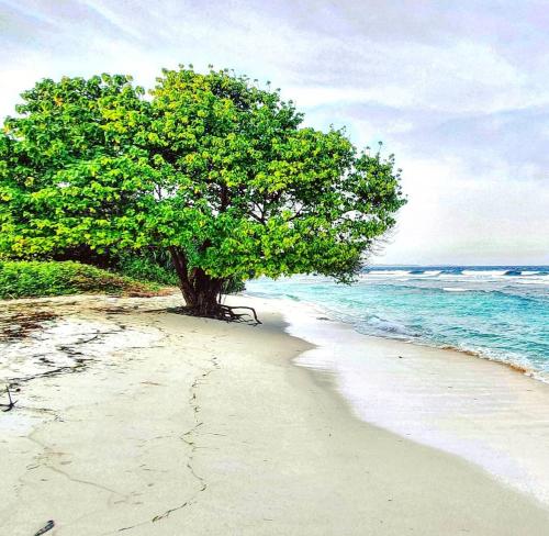 Beach, Bon Abri Maldives in Noonu Atoll Beach, Bon Abri Maldives in Noonu Atoll
