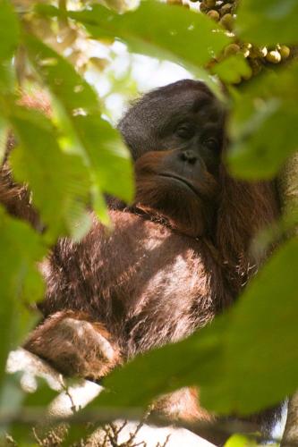 Attractions, Sukau Village View Stay & Backpackers in Kota Kinabatangan Attractions, Sukau Village View Stay & Backpackers in Kota Kinabatangan