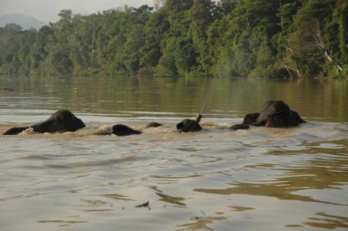 Attractions, Sukau Village View Stay & Backpackers in Kota Kinabatangan Attractions, Sukau Village View Stay & Backpackers in Kota Kinabatangan