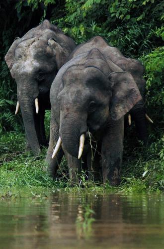 Attractions, Sukau Village View Stay & Backpackers in Kota Kinabatangan Attractions, Sukau Village View Stay & Backpackers in Kota Kinabatangan