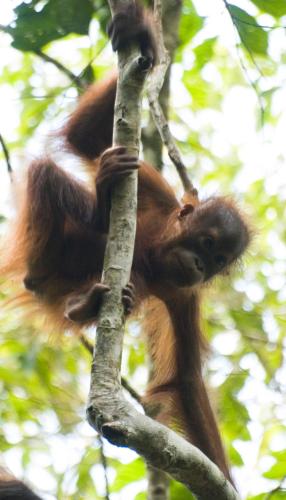 Attractions, Sukau Village View Stay & Backpackers in Kota Kinabatangan Attractions, Sukau Village View Stay & Backpackers in Kota Kinabatangan