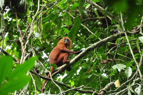 Attractions, Sukau Village View Stay & Backpackers in Kota Kinabatangan Attractions, Sukau Village View Stay & Backpackers in Kota Kinabatangan