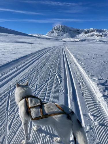 Deportes y ocio, Charming Cabin Ski-In Access and Pet Friendly in Beitostolen Deportes y ocio, Charming Cabin Ski-In Access and Pet Friendly in Beitostolen