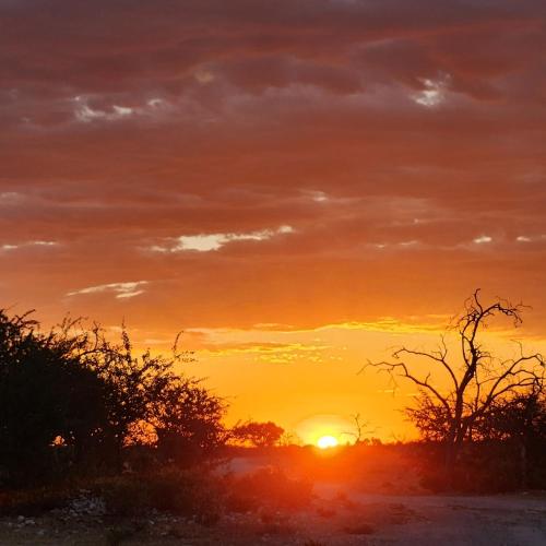 Callies Game Lodge Safaris in טסומב Callies Game Lodge Safaris in טסומב