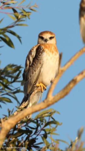 15mins to Mooloolaba Beach opposite Conservation! in Sippy Downs 15mins to Mooloolaba Beach opposite Conservation! in Sippy Downs