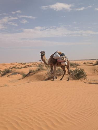 Camp Prive reve de desert in Douz Camp Prive reve de desert in Douz