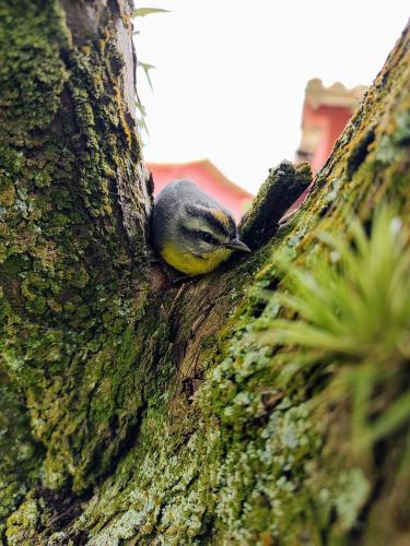 Posada Ventisquero in San Carlos Posada Ventisquero in San Carlos
