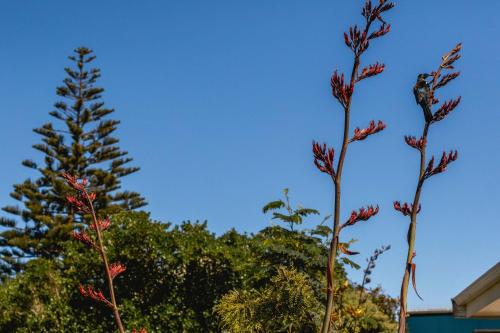 puutarha, Relax & unwind at Te Horo Beach in Te Horo puutarha, Relax & unwind at Te Horo Beach in Te Horo