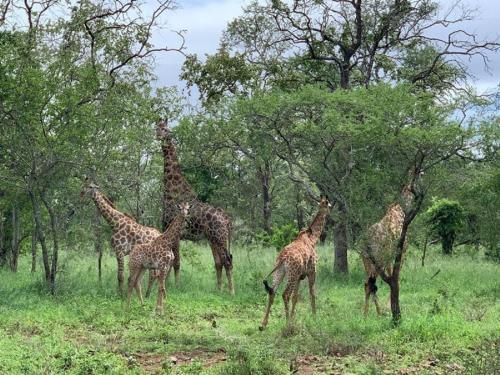Sehenswürdigkeiten in der Nähe, Mbuluzi Game Reserve in Mpolonjeni Sehenswürdigkeiten in der Nähe, Mbuluzi Game Reserve in Mpolonjeni