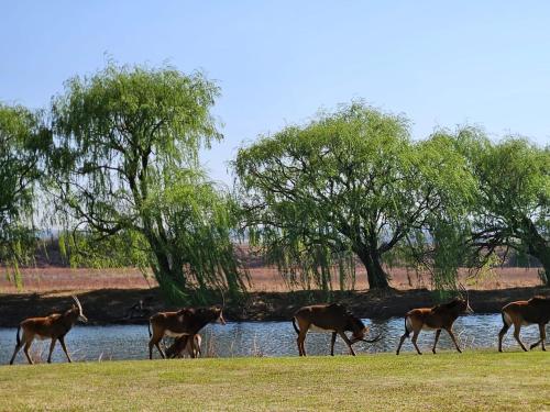 Ympäristö, Oudezwaanskraal Game Farm in Bronkhorstspruit Ympäristö, Oudezwaanskraal Game Farm in Bronkhorstspruit