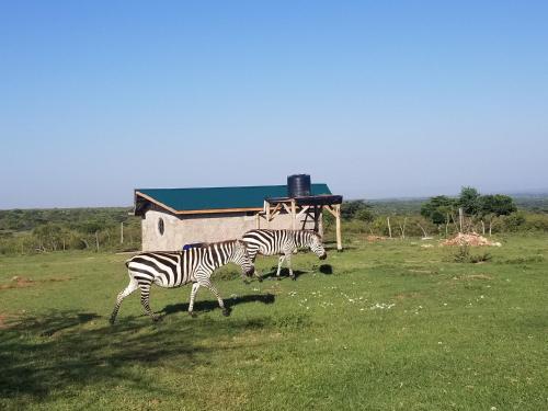 Olgosua Homestay Maasai Mara