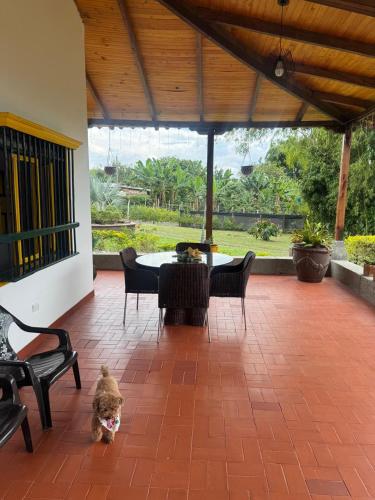 Garden, Eje cafetero Cacique Amarillo Finca in La Frontera Garden, Eje cafetero Cacique Amarillo Finca in La Frontera