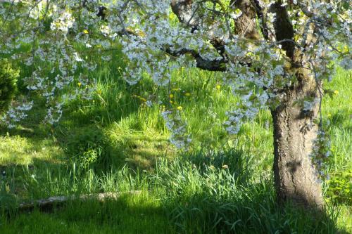 This photo about B&B Runenberg shared on HyHotel.com