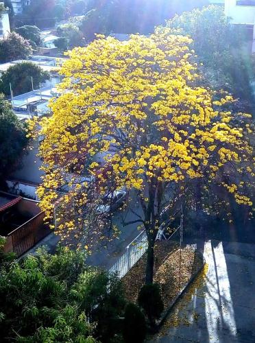 Executive type apartment of 35 meters Sebucan Ccs in Santa Eduvigis Executive type apartment of 35 meters Sebucan Ccs in Santa Eduvigis