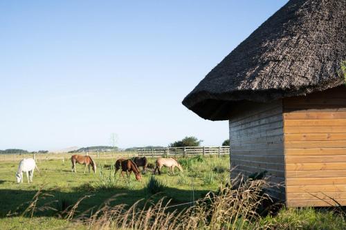 Ιππασία, Los Chajá Ecolodge (Los Chaja Ecolodge) in Barra de Valizas Ιππασία, Los Chajá Ecolodge (Los Chaja Ecolodge) in Barra de Valizas