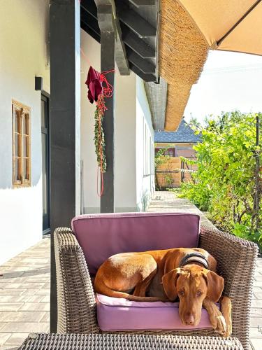 ระเบียง/ชานเรือน, VizslaVilla in โปรอสซโล่ ระเบียง/ชานเรือน, VizslaVilla in โปรอสซโล่