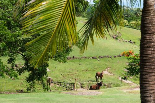 Paradis Sur Terre Luxury Villas with Pools and Views 5 mins to private beach in Viseisei Paradis Sur Terre Luxury Villas with Pools and Views 5 mins to private beach in Viseisei