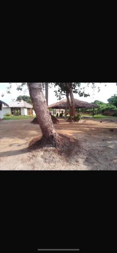 Bamboo Tree House Hotel in Grand-Lahou Bamboo Tree House Hotel in Grand-Lahou