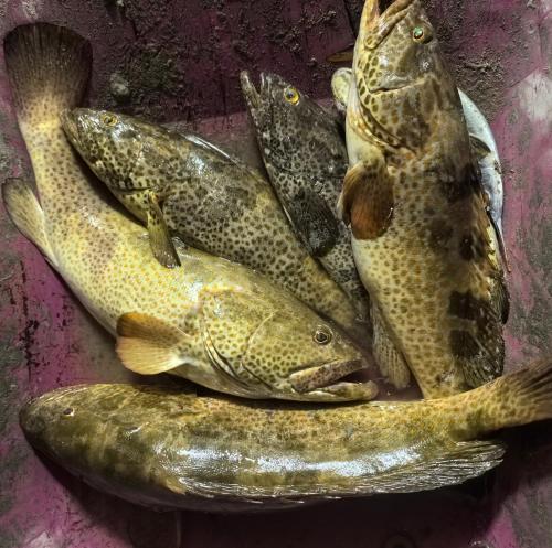 Food and beverages, NatureLand Beach Villa in Al Marfa' Food and beverages, NatureLand Beach Villa in Al Marfa'