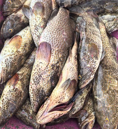 NatureLand Beach Villa in Al Marfa' NatureLand Beach Villa in Al Marfa'