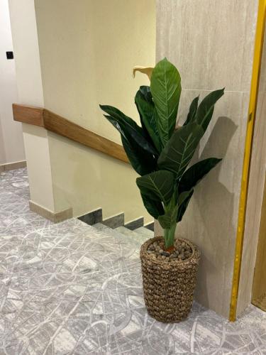 Dvina Hotel دفينا in Tabouk Dvina Hotel دفينا in Tabouk