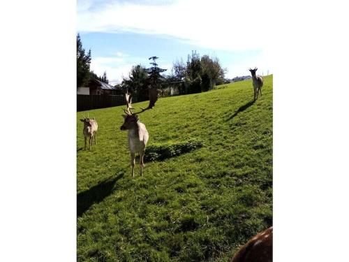 المرافق, Esche Comfortable holiday residence in Leutkirch Im Allgau المرافق, Esche Comfortable holiday residence in Leutkirch Im Allgau