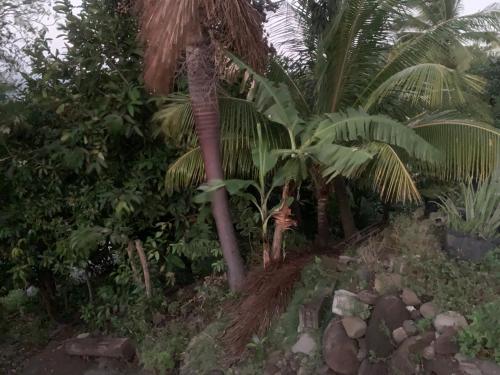 Cabin Creole in Saint Joseph Cabin Creole in Saint Joseph