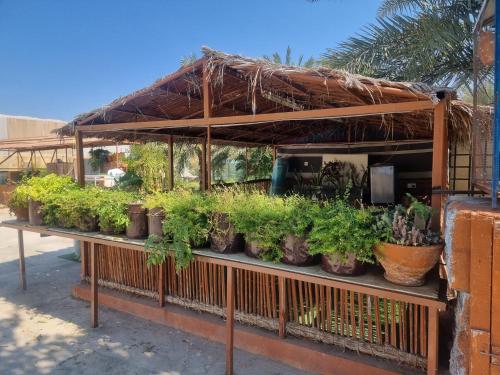 مزرعة نحل العسل in Manah مزرعة نحل العسل in Manah