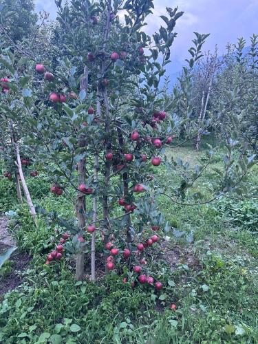 Riverstone Homestay- Manali in Larankelo Riverstone Homestay- Manali in Larankelo