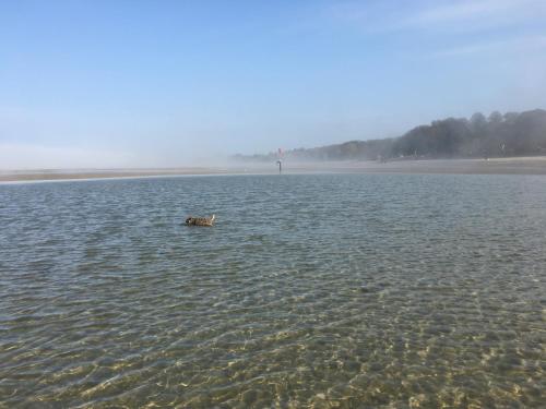 strand, Dog Friendly Apartment with Sea Views in Ryde North East strand, Dog Friendly Apartment with Sea Views in Ryde North East
