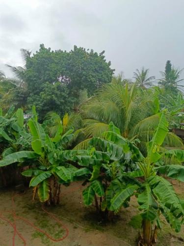 Palm Grove lodge,Busua in Dixcove Palm Grove lodge,Busua in Dixcove