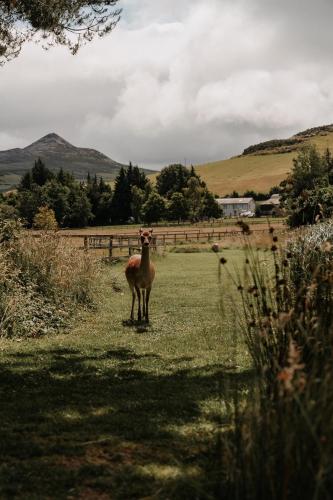 Powerscourt Springs Health Farm in Уїклоу Powerscourt Springs Health Farm in Уїклоу