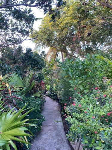 Alrededores, Papaya Inn in Oranjestad Alrededores, Papaya Inn in Oranjestad