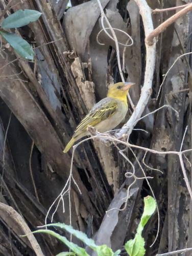 Eco birdwatching camp Jallo kurundingoto in Gunjur Eco birdwatching camp Jallo kurundingoto in Gunjur