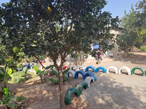 Adama Jarju's Horticultural Garden in Gunjur Adama Jarju's Horticultural Garden in Gunjur