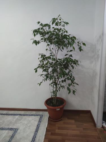 Забавления, Apartments in Taraz, Kazakhstan in Тараз Забавления, Apartments in Taraz, Kazakhstan in Тараз