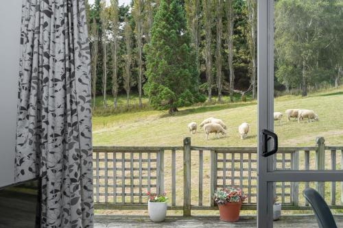 Roselle Farm Cottage near The Royal Albatross Centre Roselle Farm Cottage near The Royal Albatross Centre